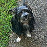 Lily is registered to the contest to win money with this photo: dog, small_dog, shaggy_dog, black_and_white, long_hair, sitting, outdoors, grass, pavement, road, portrait, pet, animal, fur, beard, floppy_ears, upright_ears, brown_eyes, white_paws, close_up
