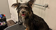 Lily is registered to the contest to win money with this photo: dog, canine, pet, scruffy, fluffy, black_fur, brown_markings, happy, smiling, sitting, grooming, grooming_table, bathroom, mirror, towel_bar, indoor, portrait, long_ears, white_paws, wood_floor