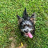 Lily joined the competition — help win amazing prizes! dog, canine, pet, black_fur, gray_fur, long_hair, pointed_ears, brown_eyes, open_mouth, tongue, panting, happy, playful, grass, lawn, outdoors, garden, ground, portrait, animal_photography