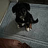 puppy, dog, black_and_tan, small_dog, sitting, indoors, training_pad, white_paws, curled_tail, floppy_ears, dark_fur, brown_markings, pet, companion_animal, floor, home, portrait, cute, canine, low_light