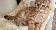 Milo is registered to the contest to win money with this photo: kitten, cat, orange_tabby, pet, indoor, cat_hammock, scratching_post, fur, whiskers, paw, animal, cute, relaxed, cozy, feline, carpet, home, playful, young, resting