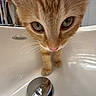 Milo is registered to the contest to win money with this photo: kitten, cat, orange_cat, sink, bathroom, close_up, whiskers, curious, pet, animal, feline, cute, domestic_cat, reflection, drain, paws, fur, indoor, small, young