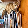 kitten, cat, orange_tabby, books, cookbooks, magazine_holder, papers, wooden_shelf, indoor, curious, pet, feline, young_cat, wide_eyes, orange_fur, striped, close_up, domestic_cat, animal, cute