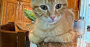 Milo joined the competition — help win amazing prizes! cat, chair, close_up, countertop, curious, domestic_animal, ears, feline, fur, household, indoor, kitchen, natural_light, orange_tabby, pet, relaxed, water_bottle, watermelon, whiskers, wooden_cabinets