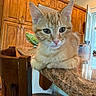 Milo joined the competition — help win amazing prizes! cat, orange_tabby, kitchen, countertop, wooden_cabinets, watermelon, water_bottle, chair, domestic_animal, pet, feline, whiskers, ears, fur, indoor, curious, close_up, relaxed, household, natural_light