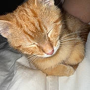 Milo is registered to the contest to win money with this photo: cat, orange_tabby, sleeping, whiskers, close_up, pet, feline, fur, cozy, nap, indoor, cute, domestic_animal, animal, resting, soft, warm, blanket, relaxing, peaceful