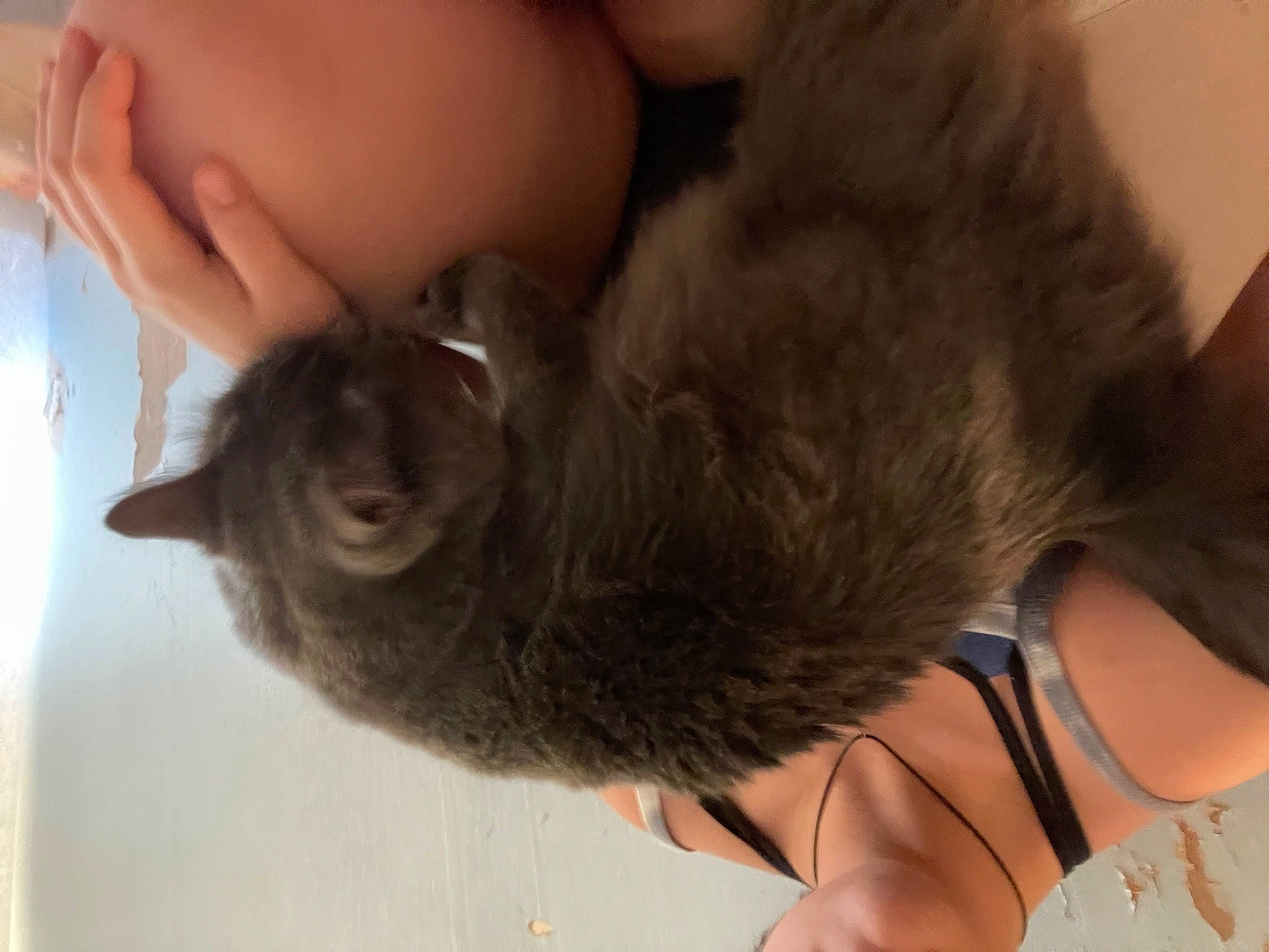 Roman is registered to the contest to win money with this photo: carnivore, cat, claw, comfort, domestic_short_haired_cat, fawn, felidae, flooring, foot, fur, gesture, human_leg, paw, small_to_medium_sized_cats, snout, tail, thigh, thumb, toe, whiskers