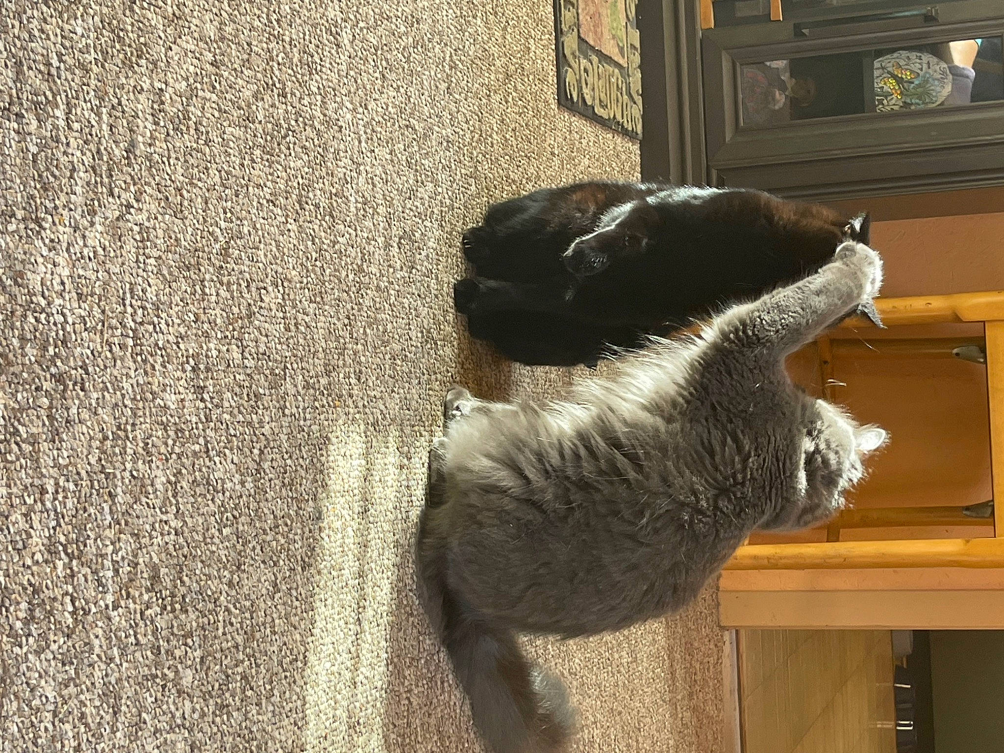 Roman is registered to the contest to win money with this photo: art, canidae, carnivore, dog_breed, domestic_short_haired_cat, felidae, flooring, fur, grey, human_leg, mammal, sculpture, small_to_medium_sized_cats, snout, sporting_group, statue, tail, tints_and_shades, window, wood