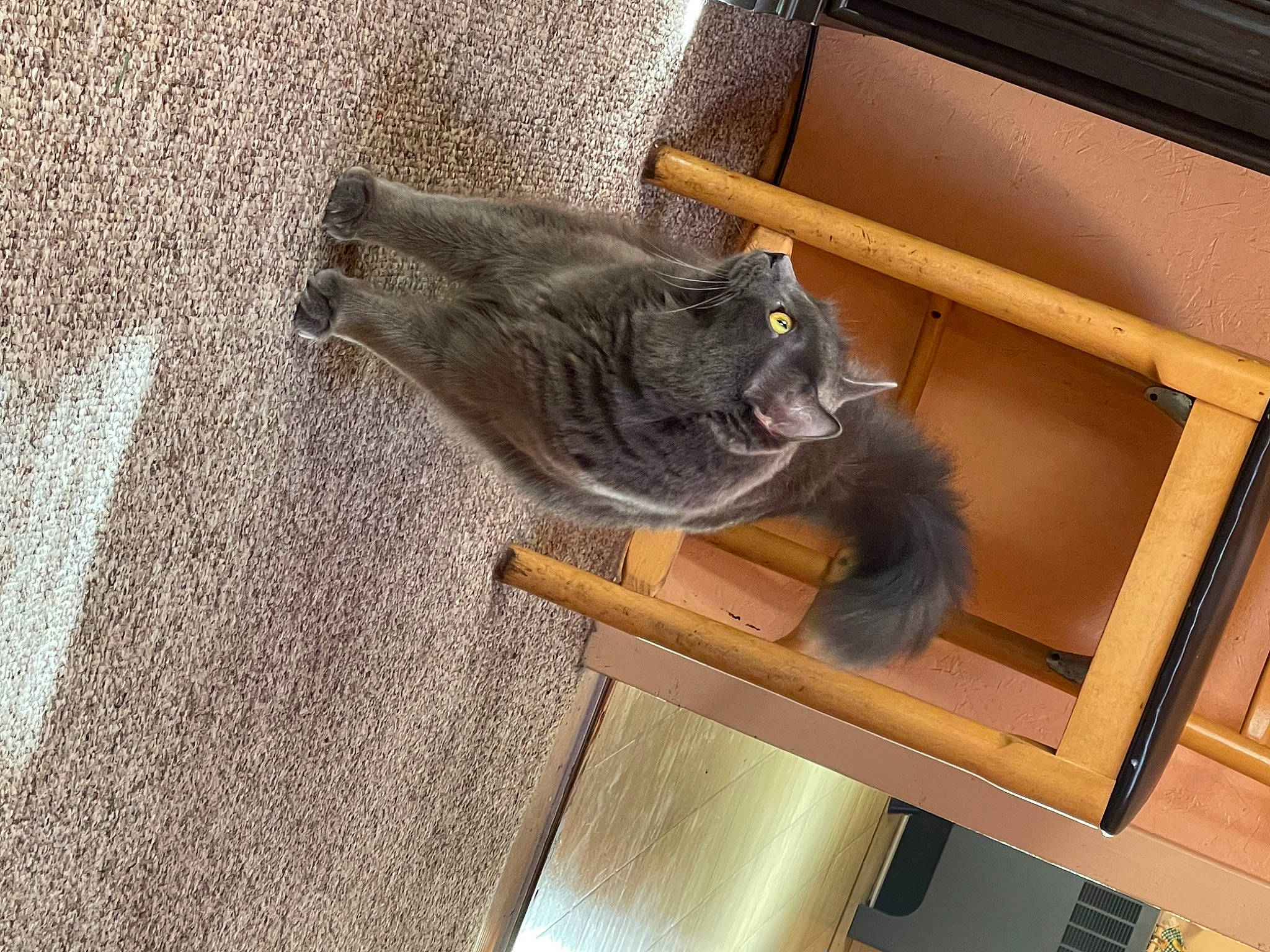 Roman is registered to the contest to win money with this photo: carnivore, cat, domestic_short_haired_cat, fawn, felidae, flooring, fur, grey, hardwood, mammal, room, small_to_medium_sized_cats, snout, tail, terrestrial_animal, vertebrate, whiskers, wood, wood_stain