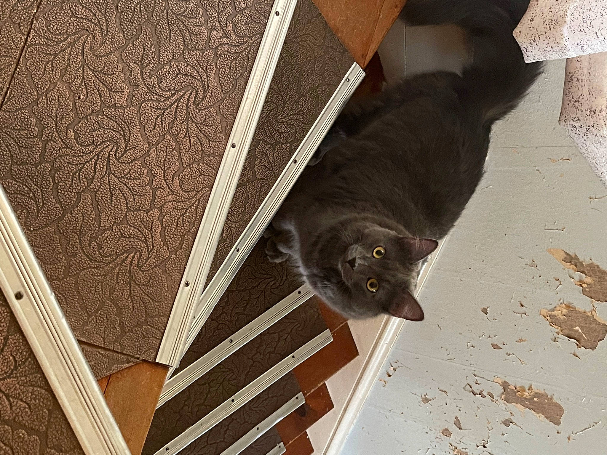 Roman joined the competition — help win amazing prizes! black_cat, brown, carnivore, cat, dog_breed, domestic_short_haired_cat, fawn, felidae, floor, flooring, grey, hardwood, pet_supply, small_to_medium_sized_cats, snout, stairs, tail, tints_and_shades, whiskers, wood