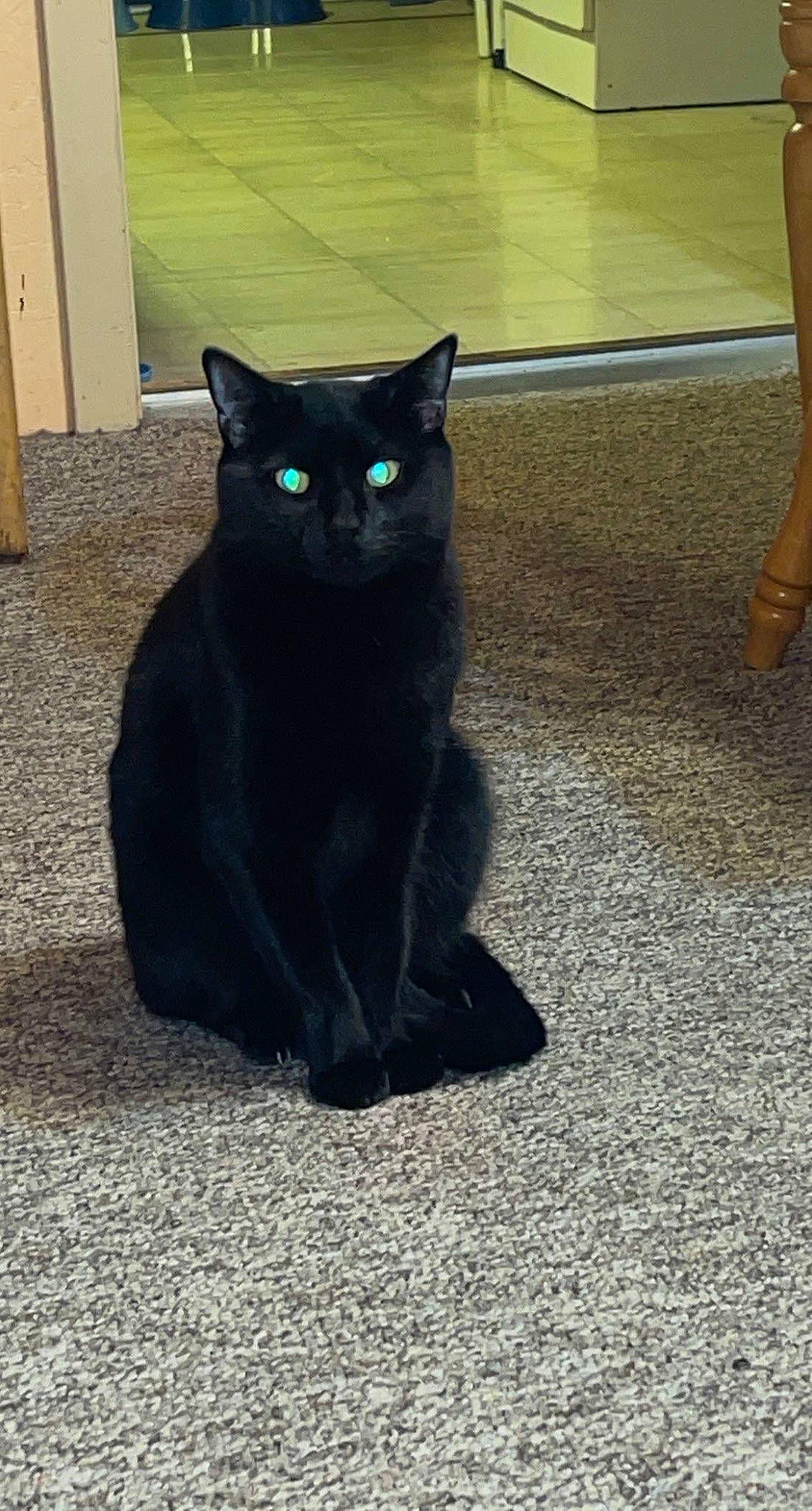 Izzie is registered to the contest to win money with this photo: black_cat, bombay, carnivore, cat, domestic_short_haired_cat, electric_blue, felidae, flooring, fur, grey, human_leg, paw, road_surface, shadow, small_to_medium_sized_cats, snout, stairs, tail, whiskers, wood