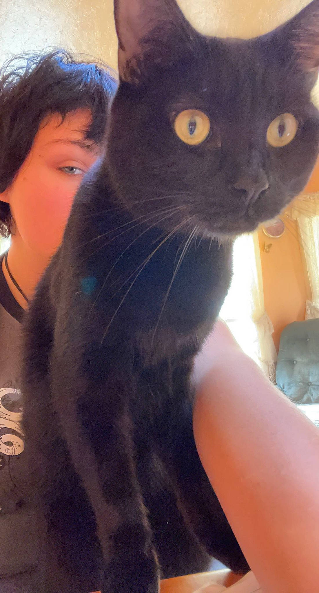 Izzie is registered to the contest to win money with this photo: black_cat, carnivore, cat, domestic_short_haired_cat, ear, electric_blue, felidae, fur, gesture, happy, iris, selfie, small_to_medium_sized_cats, snout, tail, whiskers