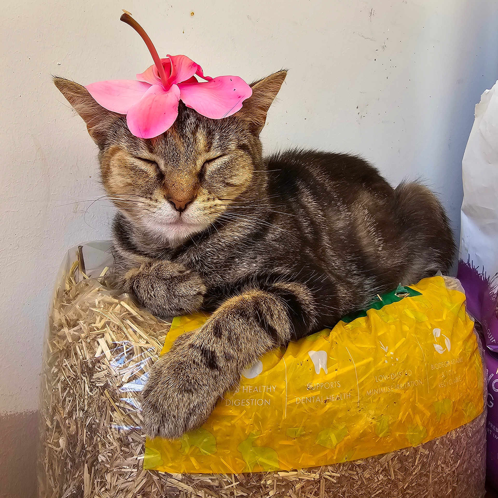 Matilda is registered to the contest to win money with this photo: animal, bag, cat, closed_eyes, cute, domestic_animal, flower, fur, indoor, paw, pet, pink_flower, portrait, relaxed, resting, sleepy, straw, tabby_cat, wall, whiskers