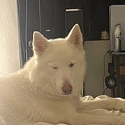 Aries joined the competition — help win amazing prizes! dog, white_dog, lying_down, bed, indoors, pet, canine, fur, relaxed, winking, cozy, home, animal, cute, fluffy, resting, sleepy, domestic, companion, mammal