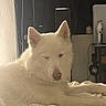dog, white_dog, lying_down, bed, indoors, pet, canine, fur, relaxed, winking, cozy, home, animal, cute, fluffy, resting, sleepy, domestic, companion, mammal
