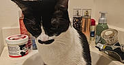 Atlas is registered to the contest to win money with this photo: animal, bathroom, black_and_white, bottle, cat, container, domestic_cat, ears, faucet, fur, lip_balm, pet, quiet, sink, sitting, soap_dispenser, tail, toiletries, whiskers, white_wall