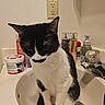 animal, bathroom, black_and_white, bottle, cat, container, domestic_cat, ears, faucet, fur, lip_balm, pet, quiet, sink, sitting, soap_dispenser, tail, toiletries, whiskers, white_wall