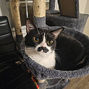 Atlas is registered to the contest to win money with this photo: animal, black_and_white, cat, cat_tree, chair, cozy, cute, domestic, feline, fur, indoor, looking, lounge, mustache_marking, pet, plush, resting, whiskers, window, yellow_eyes