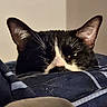 Atlas joined the competition — help win amazing prizes! animal, bed, black_and_white, blanket, cat, closeup, comfort, cozy, cute, domestic_animal, ears, feline, fur, indoor, pet, relaxing, resting, sleepy, soft, whiskers