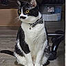 Atlas is registered to the contest to win money with this photo: alert, animal, black_and_white, bow_tie, cat, collar, cute, domestic_animal, ears, floor, fur, furniture, indoor, mustache_pattern, pet, sitting, storage_box, tail, whiskers, yellow_eyes