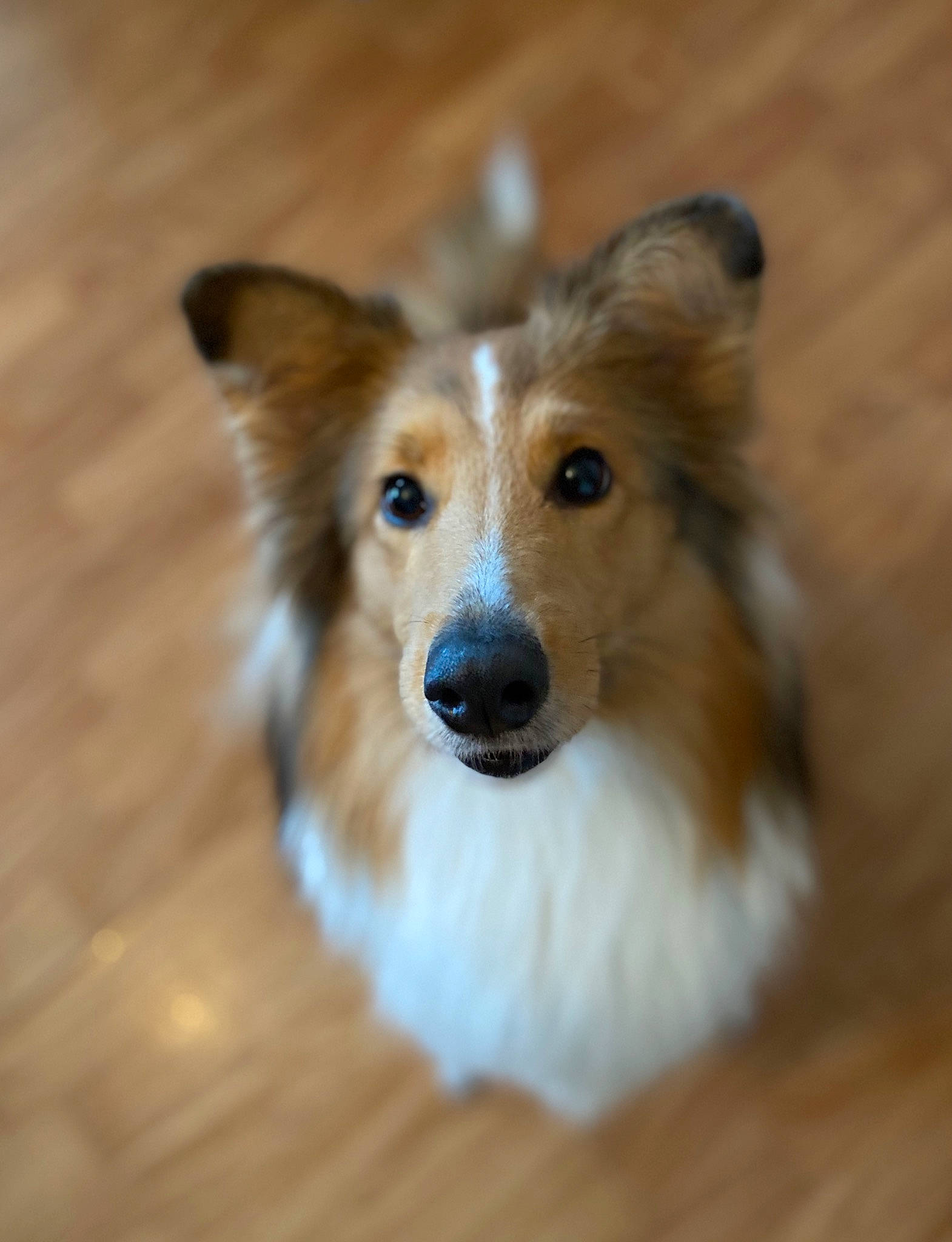 Nyx a rejoint le concours — aidez-le/la à gagner de superbes lots ! australian_collie, canidae, carnivore, collie, companion_dog, dog, dog_breed, mammal, rare_breed_dog, rough_collie, scotch_collie, shetland_sheepdog, smooth_collie, snout, vertebrate, whiskers