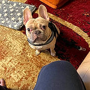 Donnie joined the competition — help win amazing prizes! alert, animal, carpet, collar, cushion, dog, ears, face, french_bulldog, harness, home, indoor, living_room, pet, photography, portrait, rug, short_muzzle, sitting, toy