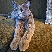 Louie joined the competition — help win amazing prizes! animal, cat, closeup, couch, cozy, curious, domestic_cat, ears, feline, fur, gray_cat, home, indoor, paws, pet, relaxed, seated, stretching, texture, whiskers
