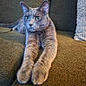 animal, cat, closeup, couch, cozy, curious, domestic_cat, ears, feline, fur, gray_cat, home, indoor, paws, pet, relaxed, seated, stretching, texture, whiskers