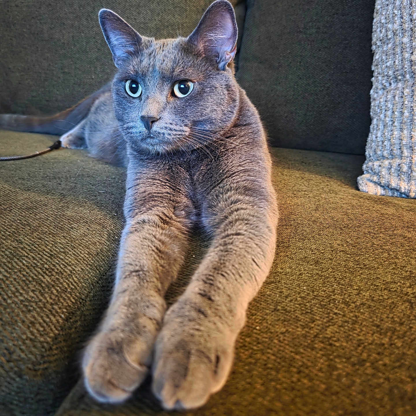 Louie