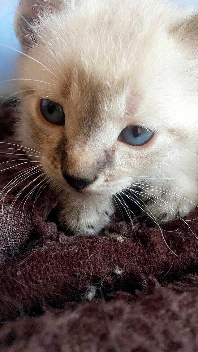 Bébé
