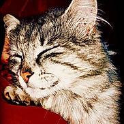 Spider a rejoint le concours — aidez-le/la à gagner de superbes lots ! american_shorthair, asian, carnivoran, cat, cat_like_mammal, claw, close_up, domestic_short_haired_cat, dragon_li, european_shorthair, fauna, fur, kitten, mammal, organ, small_to_medium_sized_cats, snout, tabby_cat, whiskers