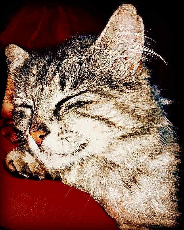 Spider a rejoint le concours — aidez-le/la à gagner de superbes lots ! american_shorthair, asian, carnivoran, cat, cat_like_mammal, claw, close_up, domestic_short_haired_cat, dragon_li, european_shorthair, fauna, fur, kitten, mammal, organ, small_to_medium_sized_cats, snout, tabby_cat, whiskers