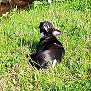 Ava joined the competition — help win amazing prizes! dog, black_dog, outdoor, grass, meadow, wildflowers, woodland, stream, nature, sunlight, animal, pet, lying_down, back_view, floppy_ears, fur, greenery, rural, landscape, vertical_photo