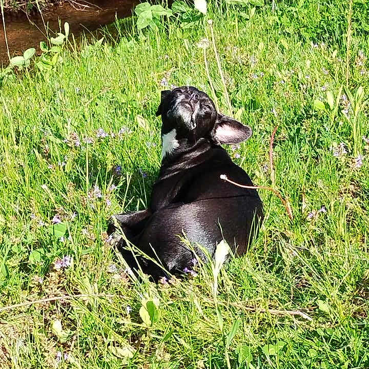 Ava joined the competition — help win amazing prizes! dog, black_dog, outdoor, grass, meadow, wildflowers, woodland, stream, nature, sunlight, animal, pet, lying_down, back_view, floppy_ears, fur, greenery, rural, landscape, vertical_photo
