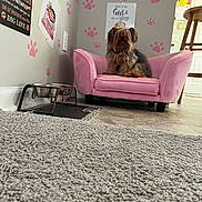 Polly Aquanetta Hill joined the competition — help win amazing prizes! animal, black_fur, brown_fur, carpet, chair, dog, dog_bowl, floor, front_facing, home, indoor, living_room, paw_prints, pet, pink_armchair, portrait, shaggy_dog, sitting, small_dog, wall_decor