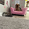 animal, black_fur, brown_fur, carpet, chair, dog, dog_bowl, floor, front_facing, home, indoor, living_room, paw_prints, pet, pink_armchair, portrait, shaggy_dog, sitting, small_dog, wall_decor