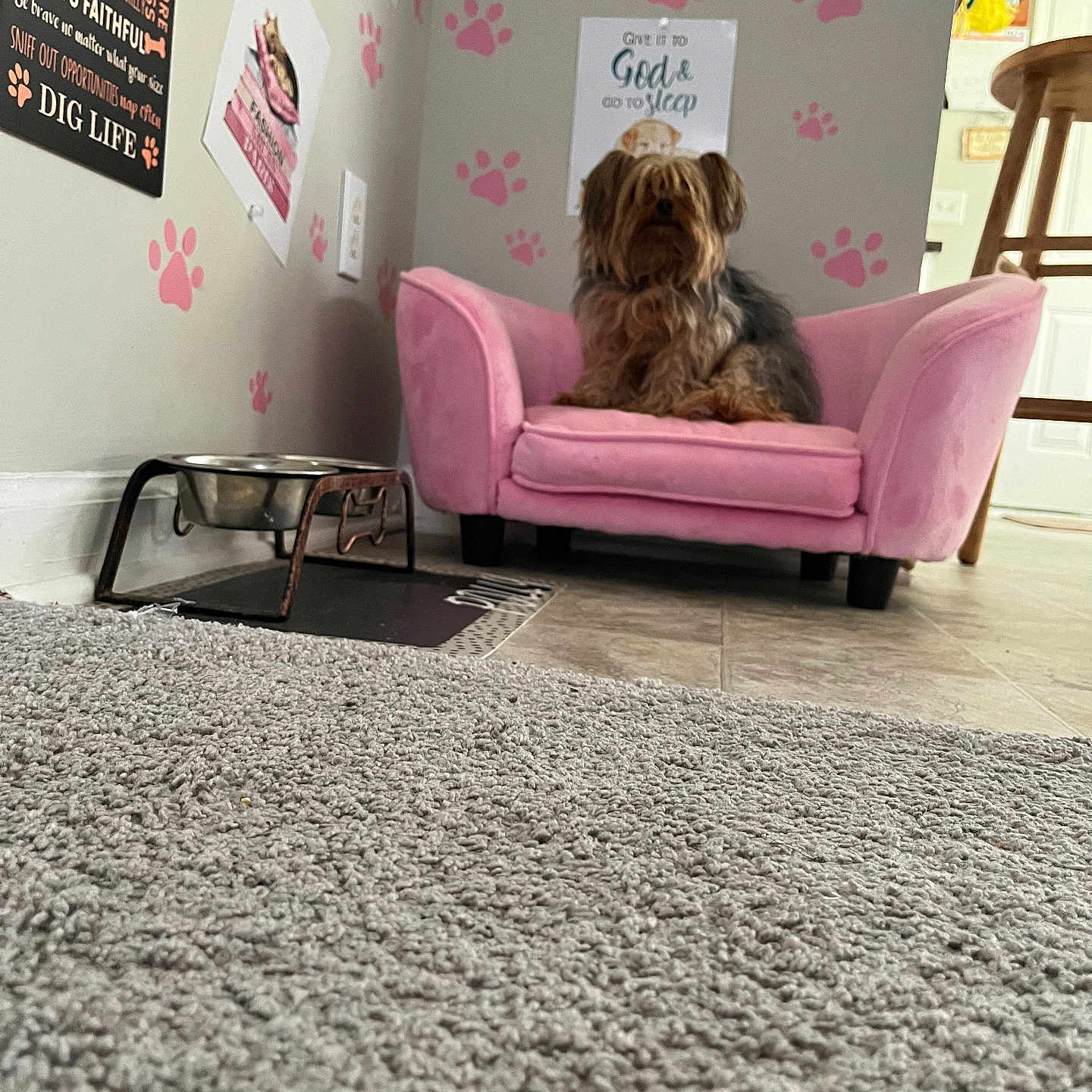 Polly Aquanetta Hill joined the competition — help win amazing prizes! animal, black_fur, brown_fur, carpet, chair, dog, dog_bowl, floor, front_facing, home, indoor, living_room, paw_prints, pet, pink_armchair, portrait, shaggy_dog, sitting, small_dog, wall_decor