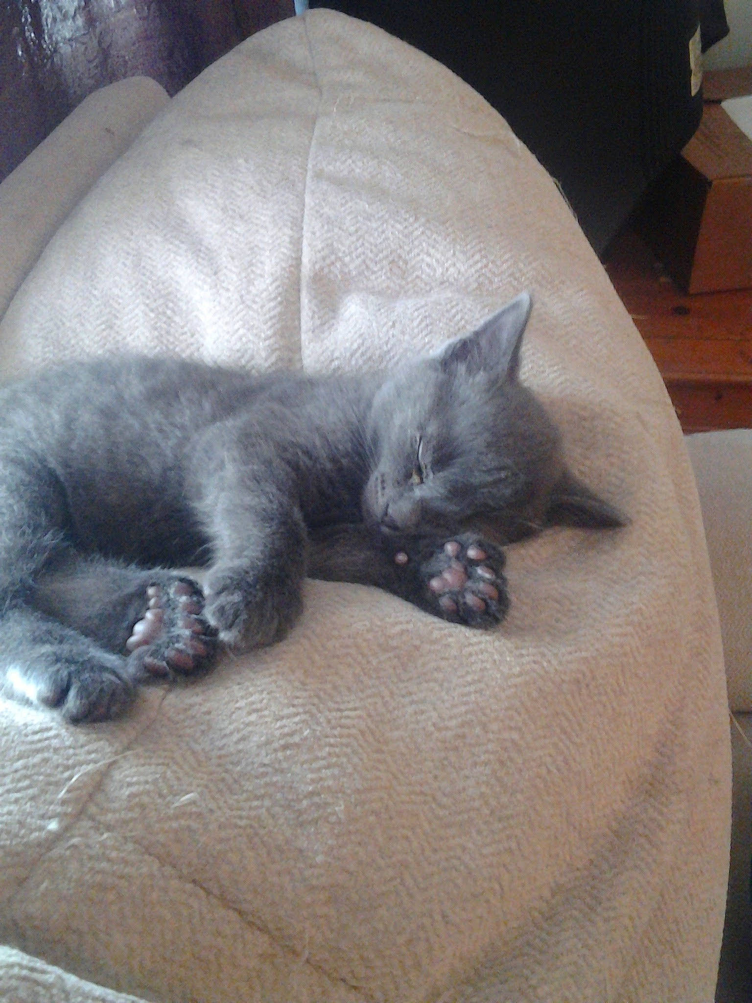 Graybaby is registered to the contest to win money with this photo: black_cat, canidae, carnivore, cat, cat_bed, claw, comfort, companion_dog, dog_breed, domestic_short_haired_cat, felidae, fur, grey, paw, russian_blue, small_to_medium_sized_cats, sporting_group, tail, vertebrate, whiskers