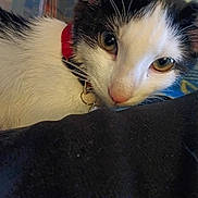 Willow is registered to the contest to win money with this photo: cat, close_up, black_and_white, collar, pet, animal, curious, indoor, fur, whiskers, face, eyes, pink_nose, domestic_cat, looking, resting, colorful_background, feline, young_cat, soft_fur