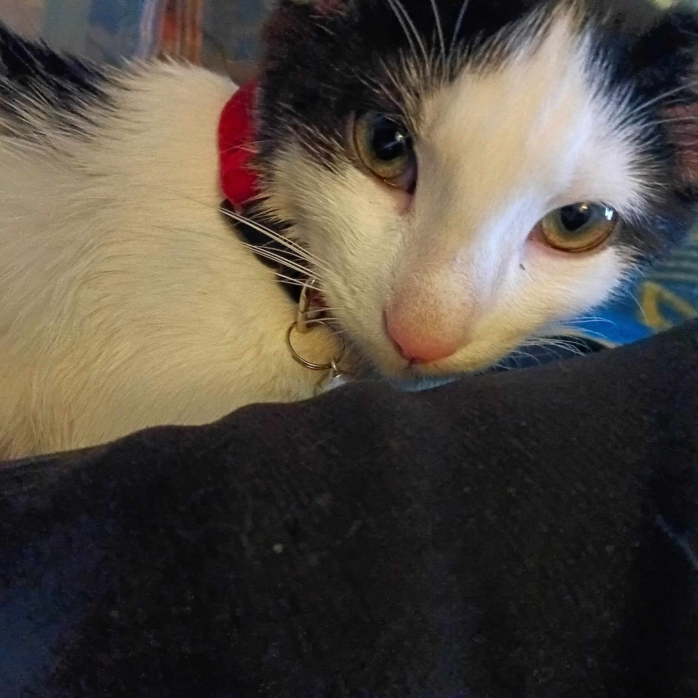 Willow is registered to the contest to win money with this photo: animal, black_and_white, cat, close_up, collar, colorful_background, curious, domestic_cat, eyes, face, feline, fur, indoor, looking, pet, pink_nose, resting, soft_fur, whiskers, young_cat