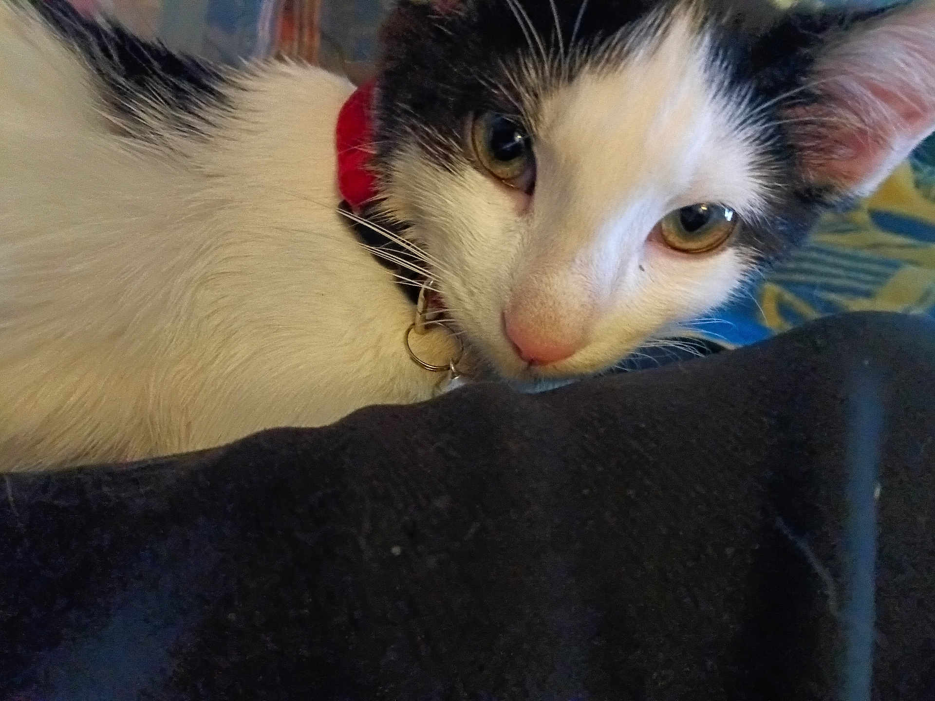 Willow is registered to the contest to win money with this photo: cat, close_up, black_and_white, collar, pet, animal, curious, indoor, fur, whiskers, face, eyes, pink_nose, domestic_cat, looking, resting, colorful_background, feline, young_cat, soft_fur