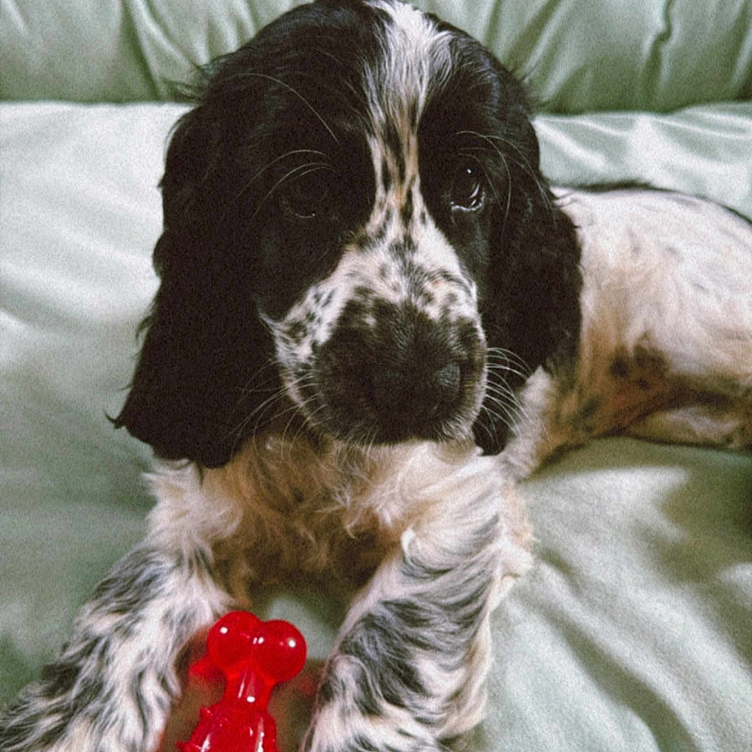Aïka a rejoint le concours — aidez-le/la à gagner de superbes lots ! animal, black_and_white, chew_toy, close_up, comfortable, cushion, cute, dog, domestic, fur, indoor, laying_down, paws, pet, playful, puppy, red, soft, toy, young