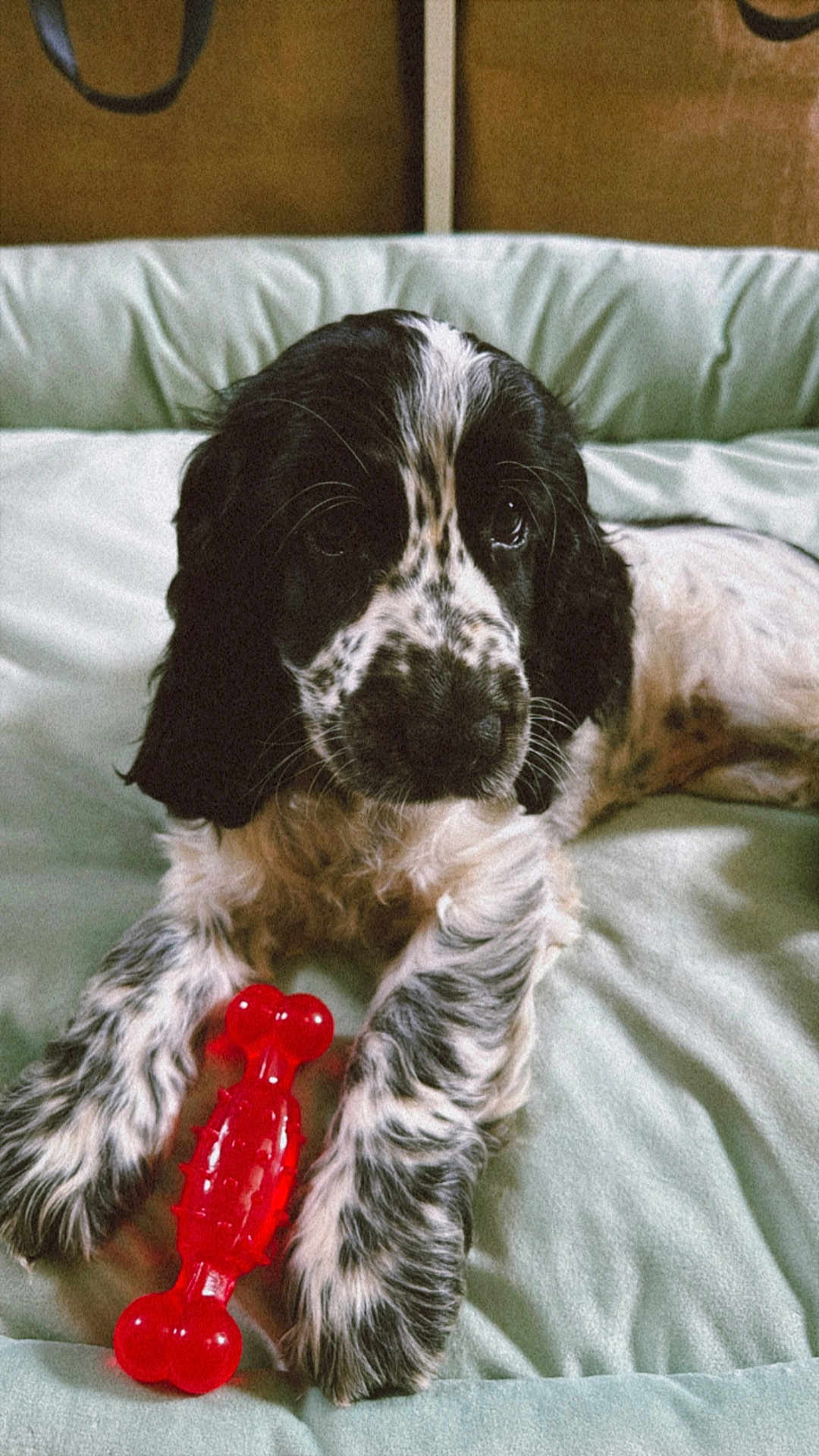 Aïka a rejoint le concours — aidez-le/la à gagner de superbes lots ! puppy, dog, black_and_white, toy, red, chew_toy, cushion, pet, animal, fur, cute, laying_down, indoor, soft, young, playful, paws, close_up, comfortable, domestic