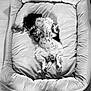 Aïka a rejoint le concours — aidez-le/la à gagner de superbes lots ! animal, black_and_white, canine, cute, dog, dog_bed, domestic_animal, floor, fluffy, fur, indoor, pet, pet_bed, puppy, relaxed, resting, sleep, sleeping, spots, toy
