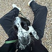 Aïka participe au concours pour gagner de l'argent avec cette photo : animal, black_and_white, canine, casual, close_up, cute, dog, fur, gravel, leash, legs, outdoor, pants, person, pet, playful, puppy, spots, whiskers, white_sneakers