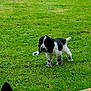 animal, black_and_white, canine, chewing, daytime, dog, domestic_animal, fur, grass, grass_field, greenery, nature, outdoor, pet, playful, puppy, rope_toy, summer, toy, young_dog