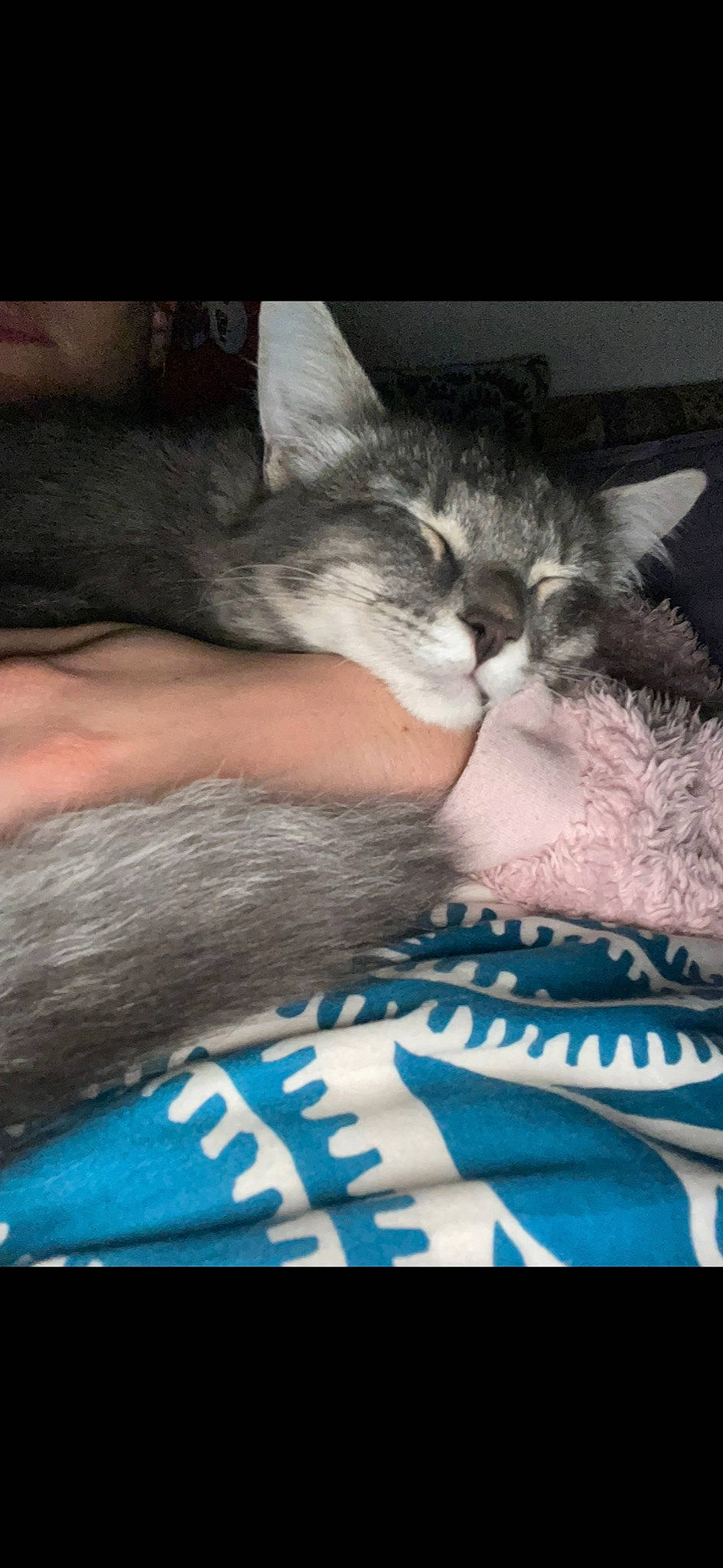 Minuit a rejoint le concours — aidez-le/la à gagner de superbes lots ! carnivore, cat, comfort, domestic_short_haired_cat, electric_blue, felidae, fur, gesture, hug, human_leg, love, nail, nap, paw, photo_caption, sleep, small_to_medium_sized_cats, snout, tail, whiskers