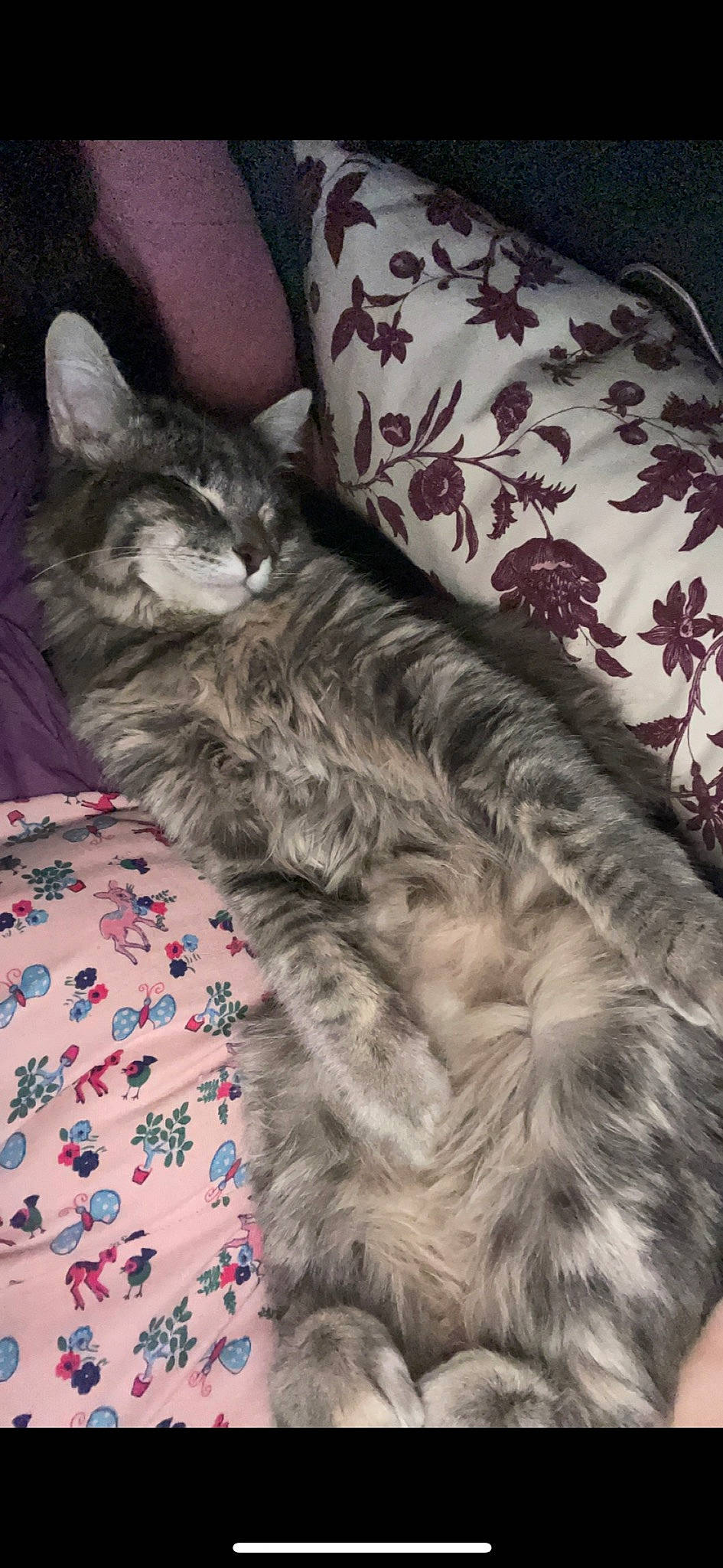 Minuit a rejoint le concours — aidez-le/la à gagner de superbes lots ! carnivore, cat, claw, comfort, domestic_short_haired_cat, felidae, fur, grey, nap, pattern, paw, small_to_medium_sized_cats, tail, whiskers