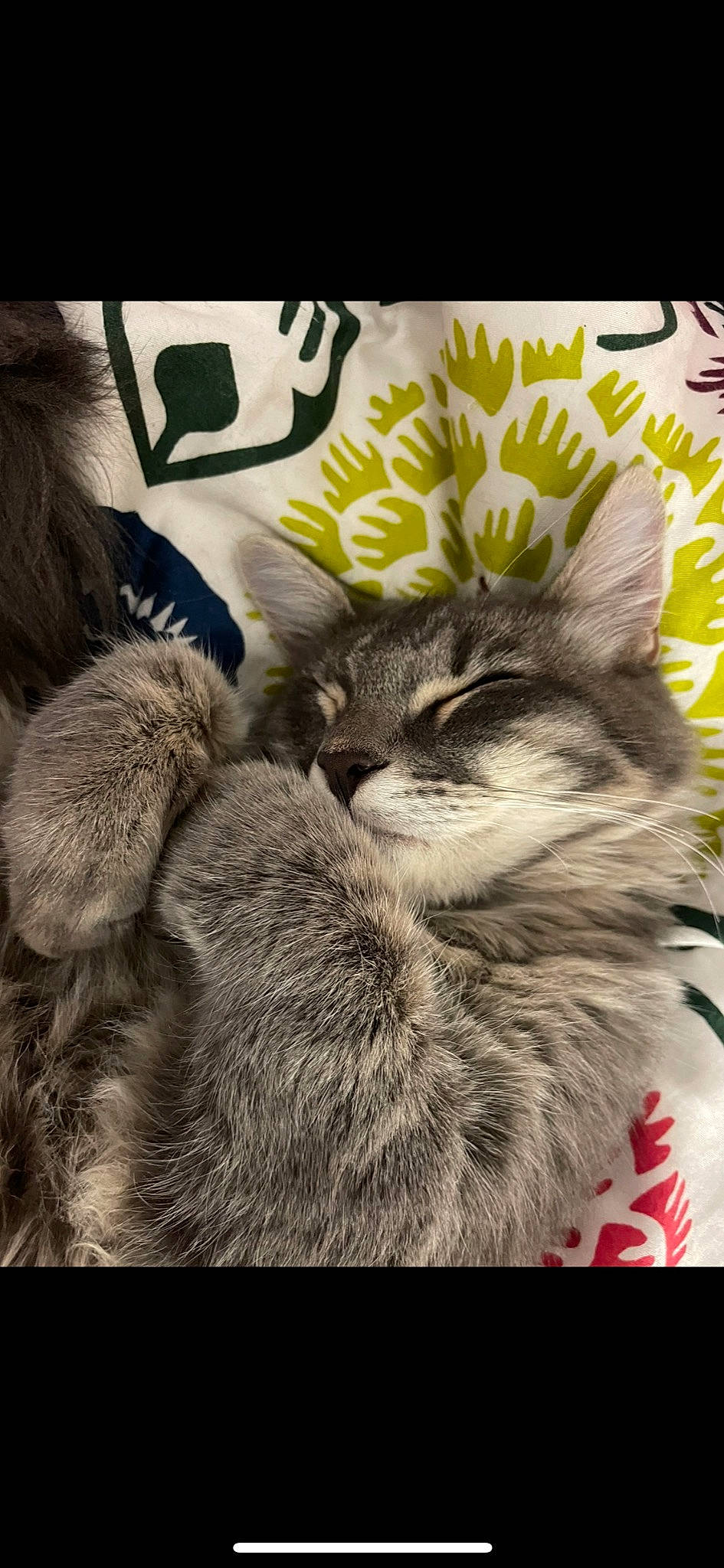 Minuit participe au concours pour gagner de l'argent avec cette photo : carnivore, cat, claw, comfort, domestic_short_haired_cat, felidae, font, fur, grey, linens, organism, paw, photo_caption, rectangle, small_to_medium_sized_cats, snout, tail, terrestrial_animal, whiskers, wildlife