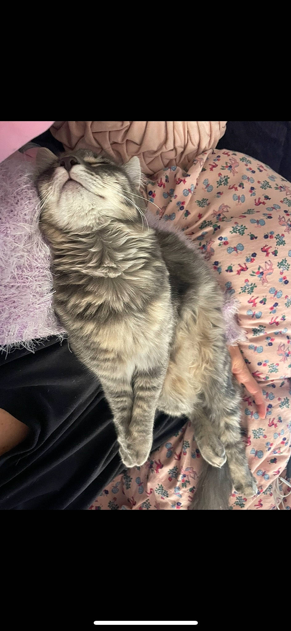 Minuit a rejoint le concours — aidez-le/la à gagner de superbes lots ! carnivore, cat, claw, comfort, domestic_short_haired_cat, fashion_accessory, felidae, fur, grey, human_leg, linens, nap, pattern, paw, sleep, small_to_medium_sized_cats, tail, whiskers, woolen